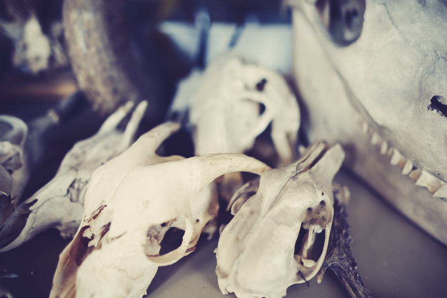 pile of animal skulls