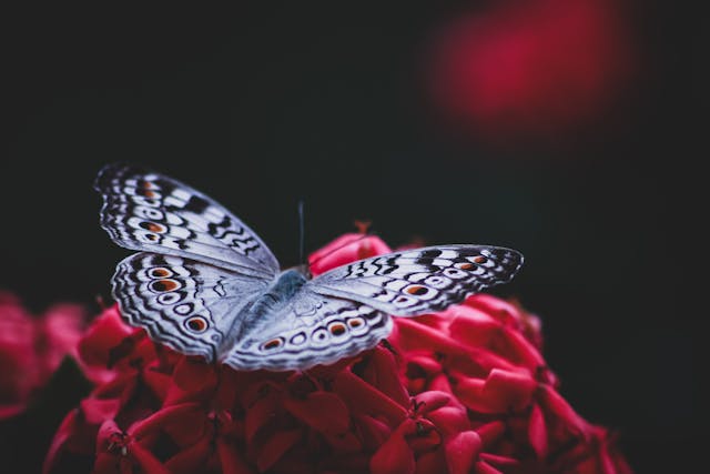 Blue grey butterfly on a red flower