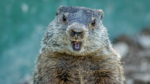 close up of a groundhog appearing to smile