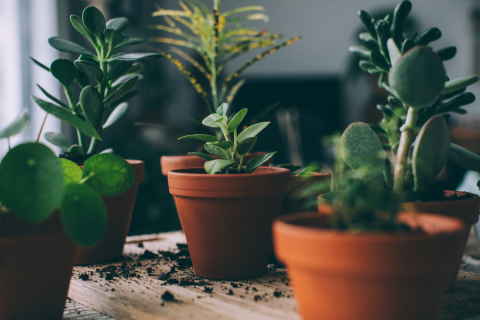 Houseplants in pots