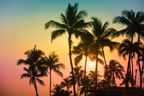 palm trees on a sunset background