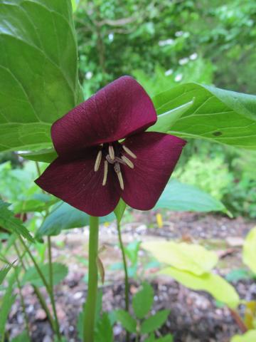 trillium