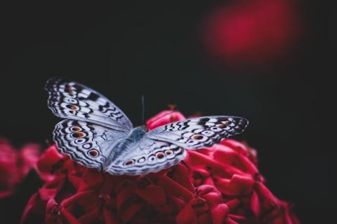 Blue grey butterfly on a red flower