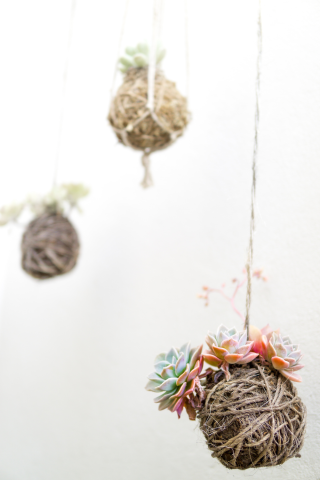 three kokedama on a white background