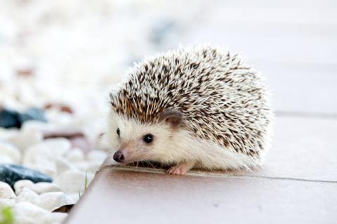 hedgehog