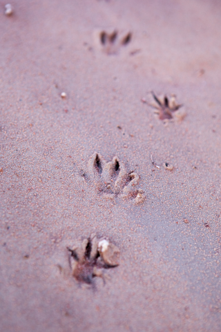 animal tracks in sand