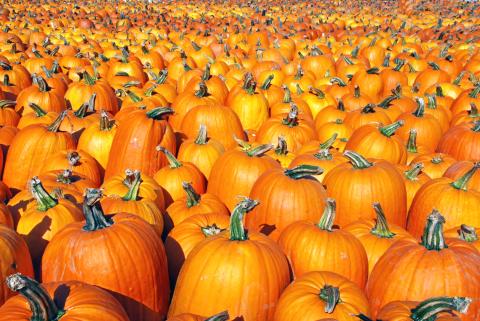 pumpkins