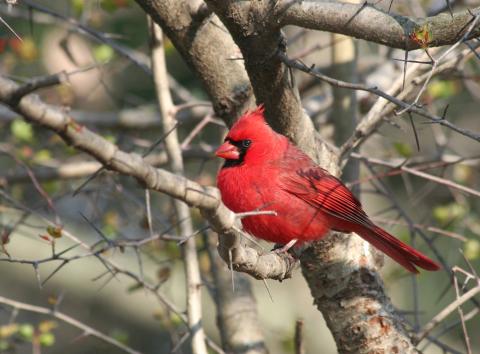 cardinal