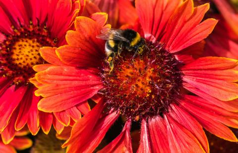 Bee resting on a bright red flower