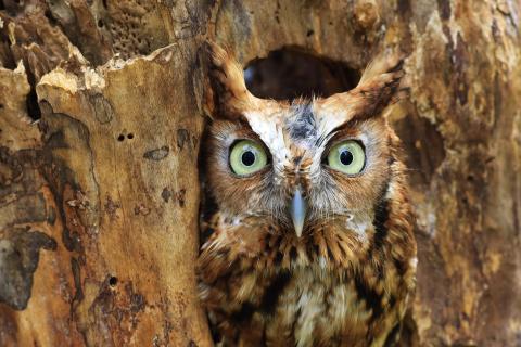 screech owl