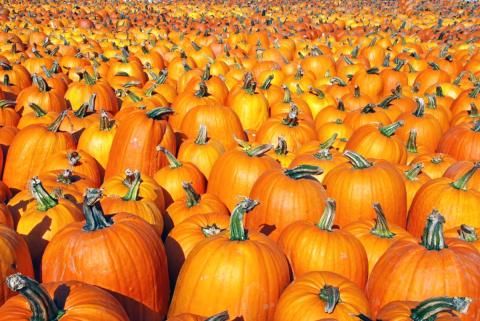 pumpkins octoberfest