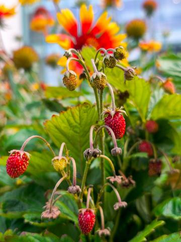 photo of berries