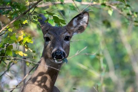 photo of a white tailed deer chewing on leaves