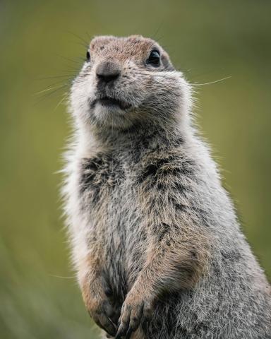 Groundhog looking into the distance