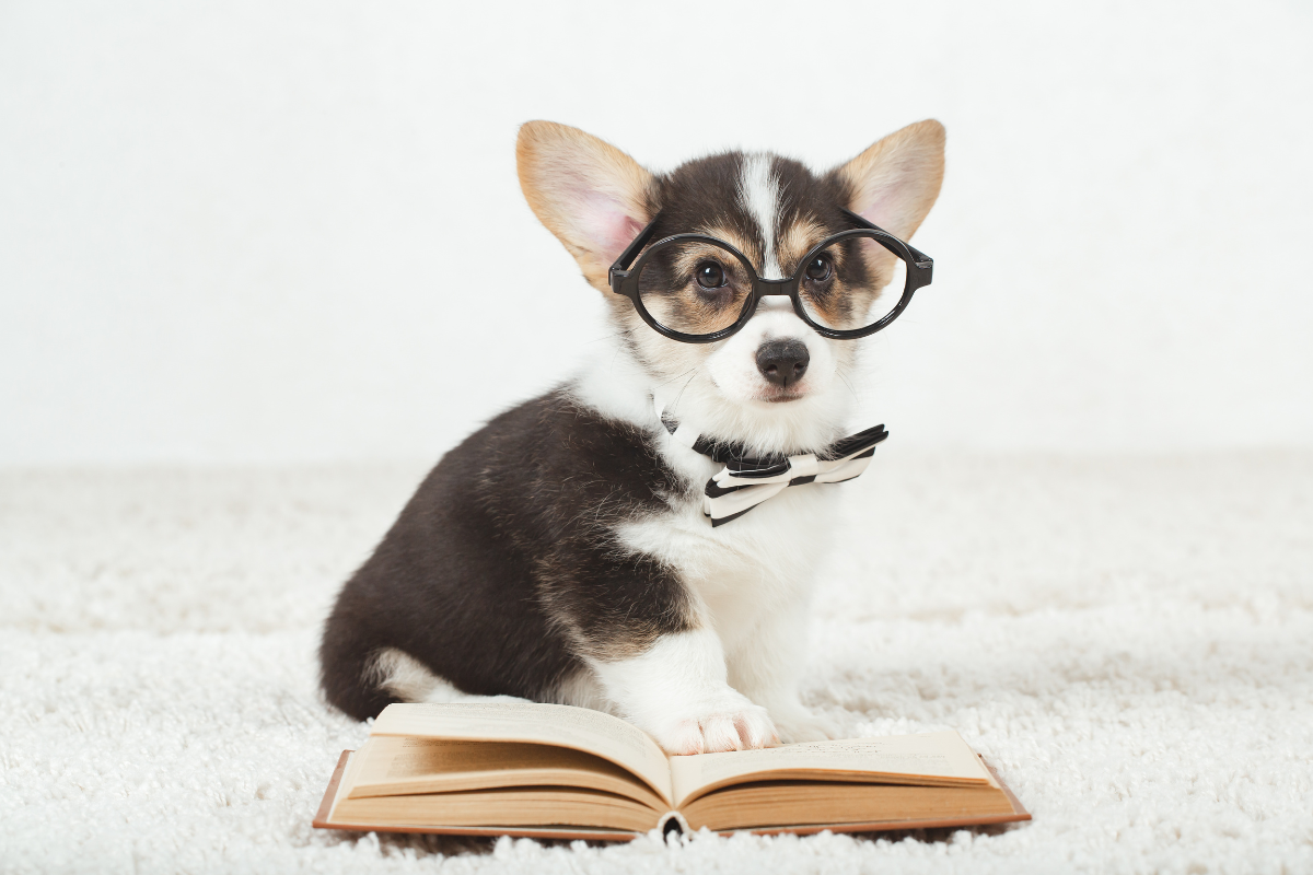 corgie puppy wearing glasses and bowtie sitting on a book