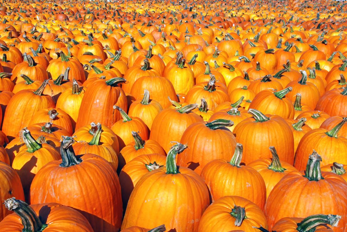 pumpkins