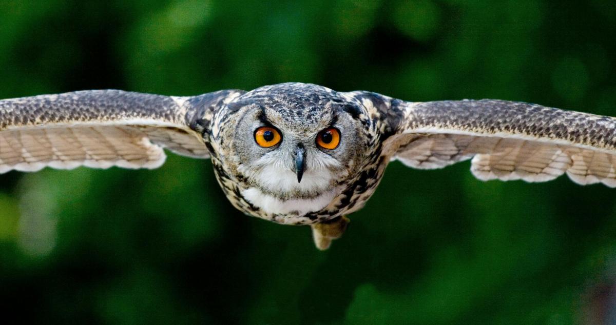 owl flying towards the camera