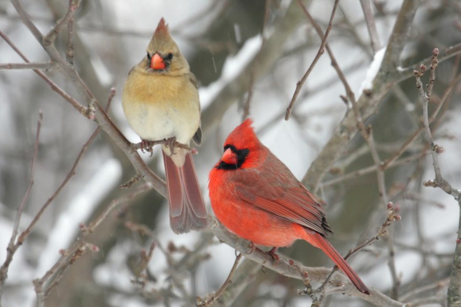 A pair of cardinals sitting in a tree