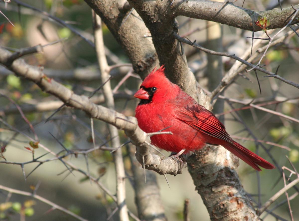 cardinal