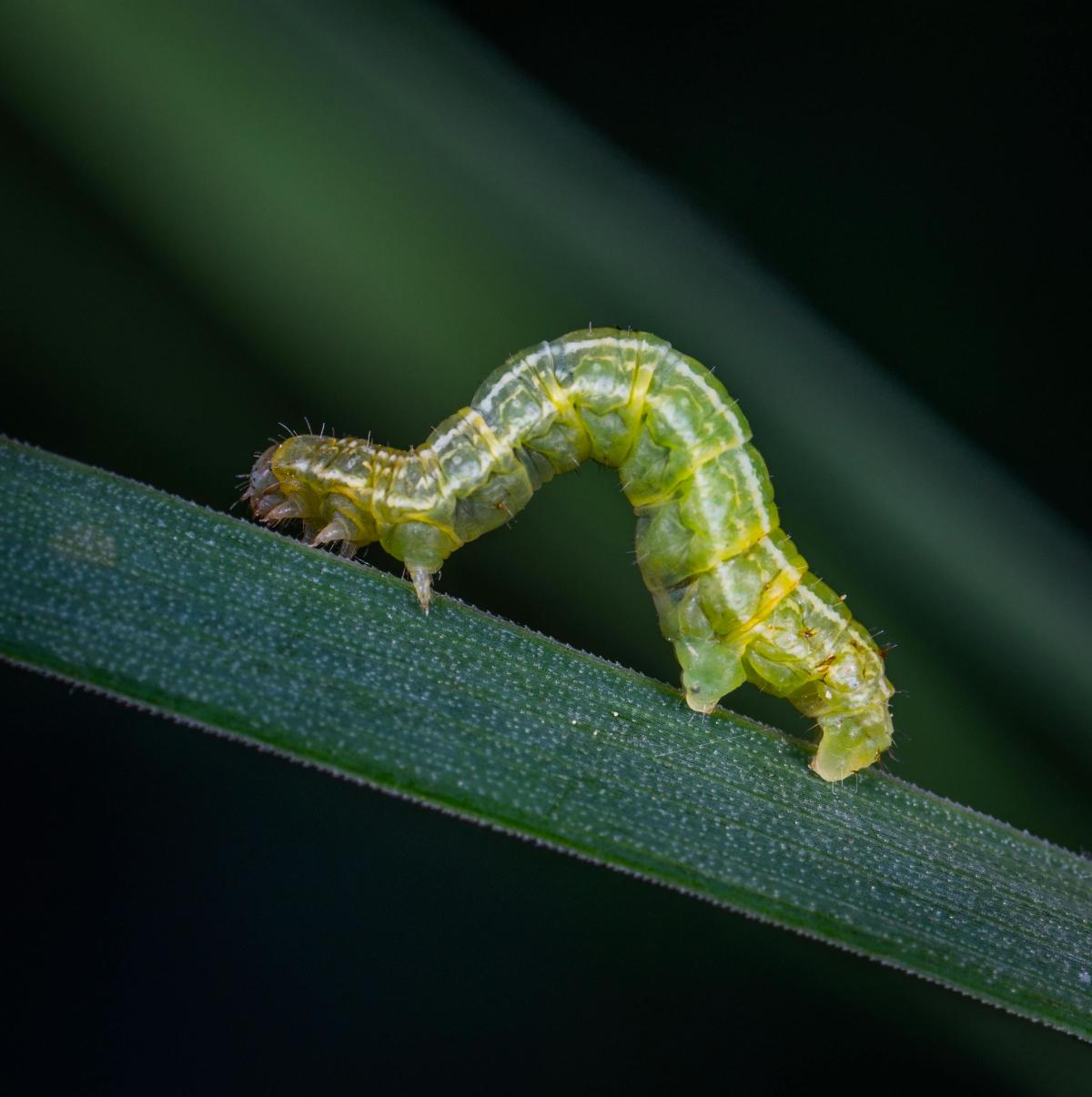 green caterpillar crawling on a stem