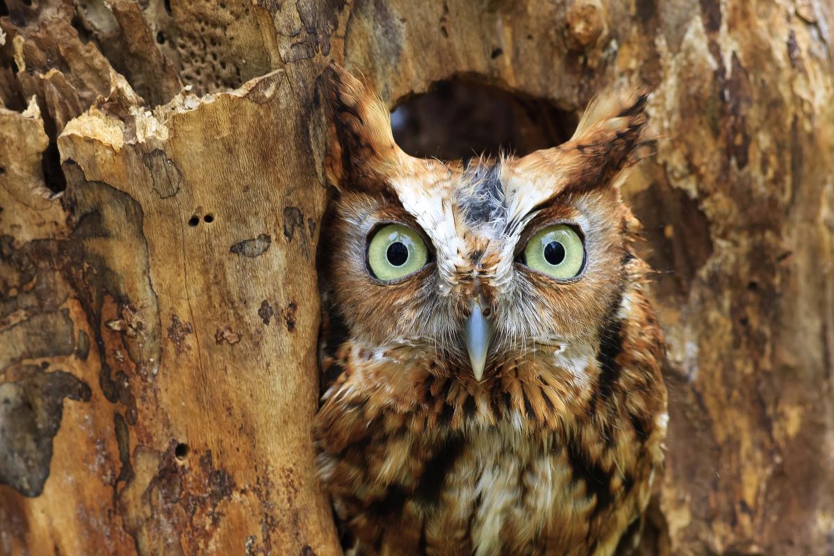 screech owl