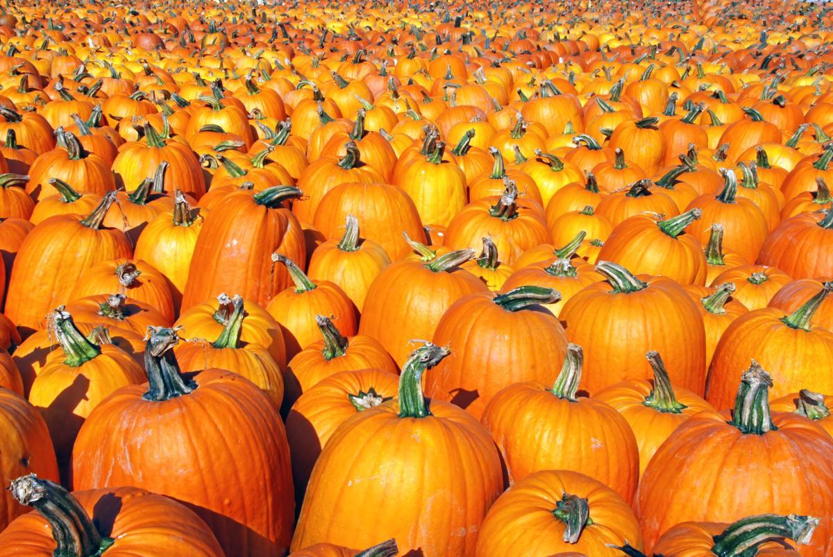 pumpkins octoberfest